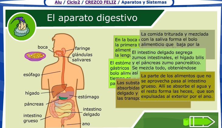 El aparato digestivo | Recurso educativo 35659