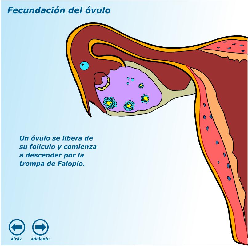 Fecundación de un óvulo | Recurso educativo 41365