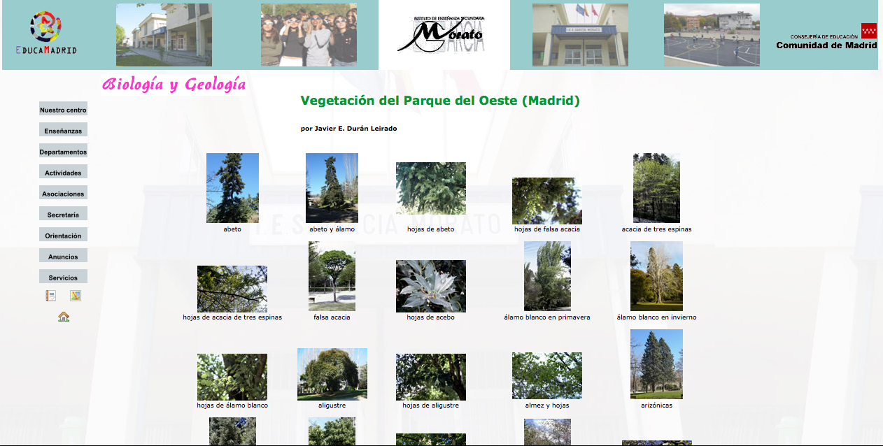 Vegetación del Parque del Oeste (Madrid) | Recurso educativo 43500