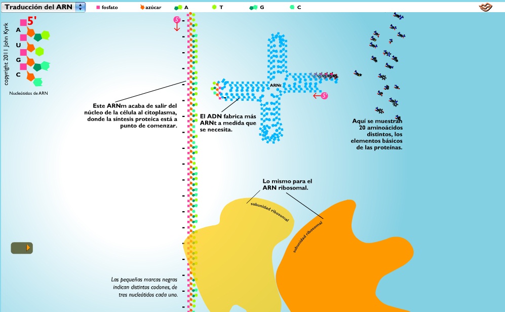 La síntesi de proteïnes | Recurso educativo 49477
