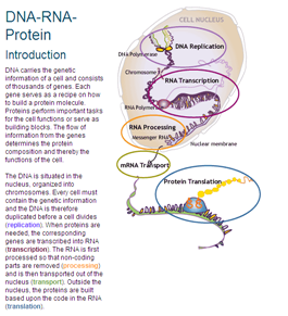 Theory: DNA-RNA-Protein | Recurso educativo 49694