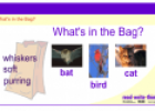 What's in the bag? | Recurso educativo 52548