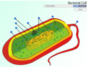 Bacteria cell | Recurso educativo 60340