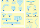 Bacteria shapes | Recurso educativo 60614