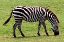 Fotografia: imatge d'una zebra | Recurso educativo 11325
