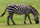 Fotografia: imatge d'una zebra | Recurso educativo 11325