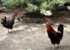 Video: imatges d'uns galls de granja | Recurso educativo 11335
