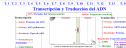 Trasncripción y traducción del ADN | Recurso educativo 16174