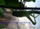El mundo de los insectos | Recurso educativo 22221