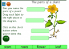 The parts of a plant | Recurso educativo 25652
