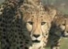 Vídeo: los guepardos | Recurso educativo 26305