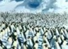 Vídeo: tráiler de una película sobre pingüinos | Recurso educativo 26307