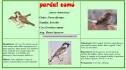 Pardal comú | Recurso educativo 28454