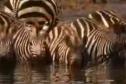 Young Zebra vs African Lioness | Recurso educativo 29660