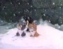 Vídeo: Tres gatitos huérfanos | Recurso educativo 30782