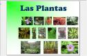 Las plantas | Recurso educativo 32186