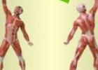 Músculos del Cuerpo Humano | Recurso educativo 3992