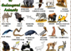 Endangered animals | Recurso educativo 62202