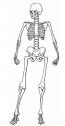 Software: esqueleto | Recurso educativo 8248