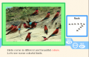 Colourful birds | Recurso educativo 66150