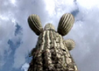 The Saguaro cactus | Recurso educativo 70081