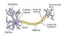 El sistema nerviós humà | Recurso educativo 70253