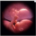 El procés reproductiu humà | Recurso educativo 70262
