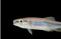 Freshwater species | Recurso educativo 71059