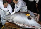 Giant tuna | Recurso educativo 71344
