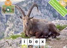 ABC wildlife | Recurso educativo 71721