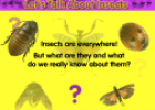 Let's talk about insects | Recurso educativo 79518