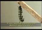 Complete Life Cycle of the Monarch Butterfly | Recurso educativo 92794