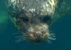 ¿Cómo aguantan las ballenas y focas tanto tiempo bajo el agua? - BBC Mundo | Recurso educativo 104426
