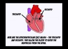 The Cardiac Cycle.mov | Recurso educativo 113806