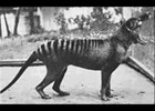 Extinct Animals 20th Century! | Recurso educativo 343832
