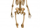Esqueleto humano | Recurso educativo 417147