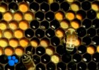 El maravilloso mundo de las abejas (parte 1) | Recurso educativo 494955