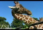 Vídeo: Els animals del zoo. | Recurso educativo 680294