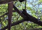Komodo Dragon | Wild Animals - Planet Doc Full Documentaries | Recurso educativo 728508