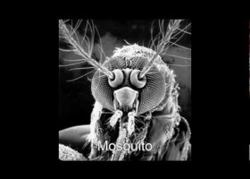 The Microscopic World | Recurso educativo 741692