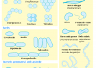 Diagrama de morfologies bacterianes | Recurso educativo 741780