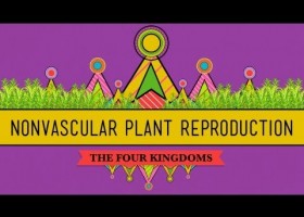 The Sex Lives of Nonvascular Plants: Alternation of Generations | Recurso educativo 743822