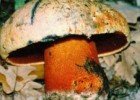 Reino Fungi | Recurso educativo 746319