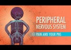 Peripheral Nervous System | Recurso educativo 746694