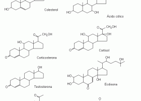 Les biomolècules orgàniques | Recurso educativo 746804