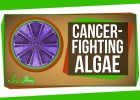 Genetically Engineered Cancer-Fighting Algae | Recurso educativo 748666