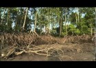 Mangroves: The Roots of the Sea | Recurso educativo 751545