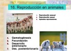 Reproducción en animales | Recurso educativo 752953