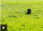 Algas convierten la costa china en campo de hierba | Recurso educativo 754209