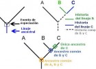 Construcció d'arbres filogenètics i cladogrames. | Recurso educativo 754759